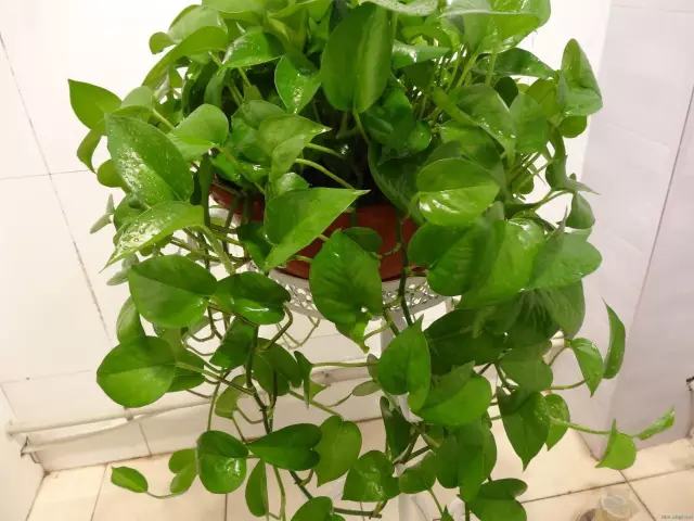 哪种花吸甲醛好