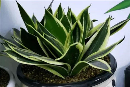 朋友搬新家送绿植好吗