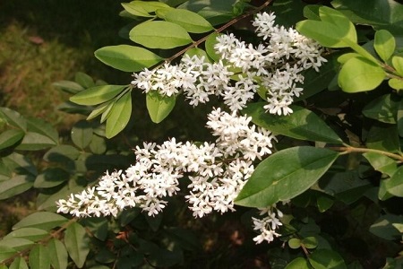 小蜡树与女贞的区别