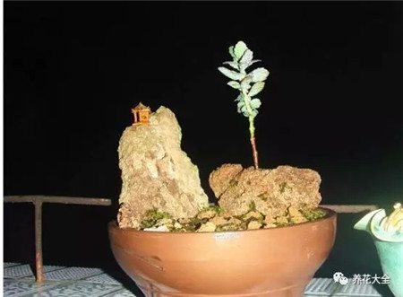 扔花盆有什么忌讳