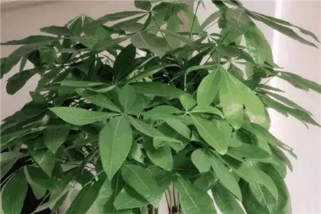 朋友搬新家送绿植好吗