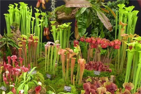 哪些花会吃虫子