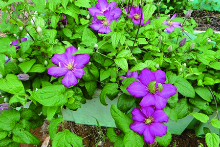 铁线莲几月份修剪