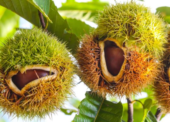 板栗含糖量高吗糖尿病人吃多了板栗怎么办(板栗含糖高吗血糖高可以吃吗)