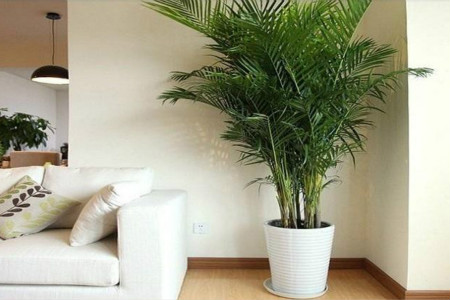 夏威夷竹子怎么修剪枝条