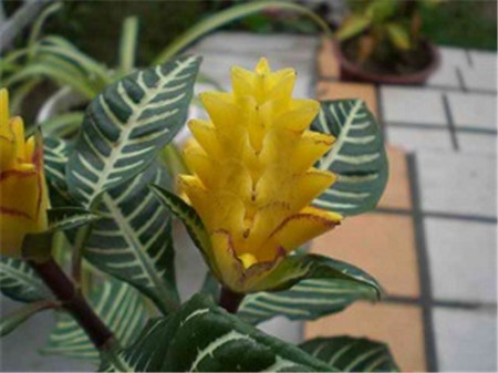 金脉单药花怎么养