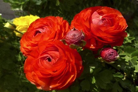 花毛茛繁殖方式