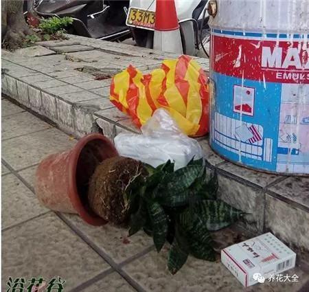 扔花盆有什么忌讳