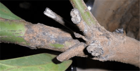 平安树的病害都有哪些怎么治疗