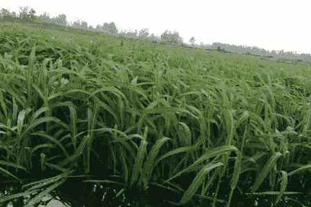 小米草是什么东西