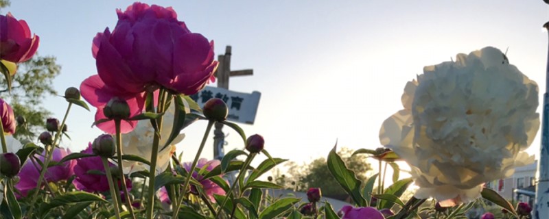 芍药叶子发黄怎么办处理方法黄叶枯萎的原因(芍药叶子发黄发蔫怎么补救)