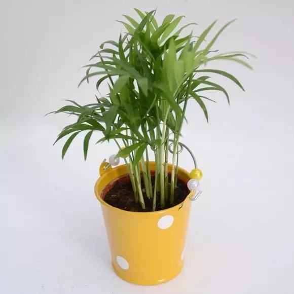 哪种花吸甲醛好