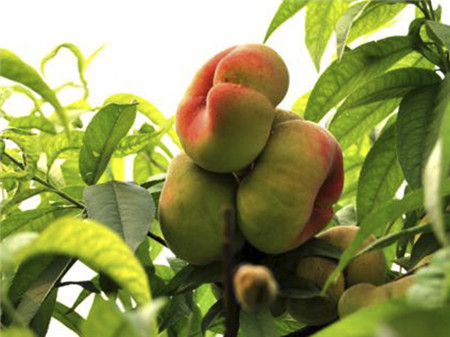 蟠桃的主要品种有哪些?