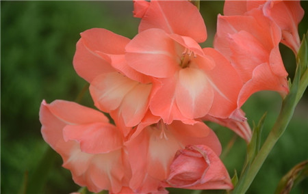 唐菖蒲的栽培管理要点