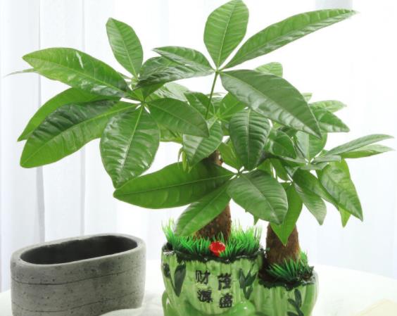 发财树用什么氮肥好