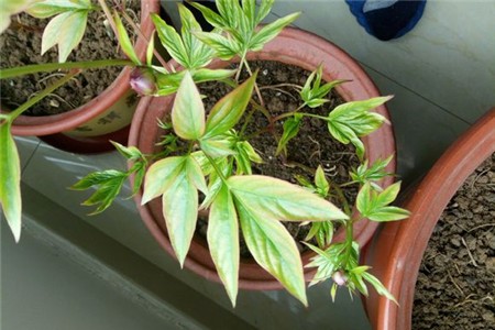 芍药叶子发黄发蔫怎么补救