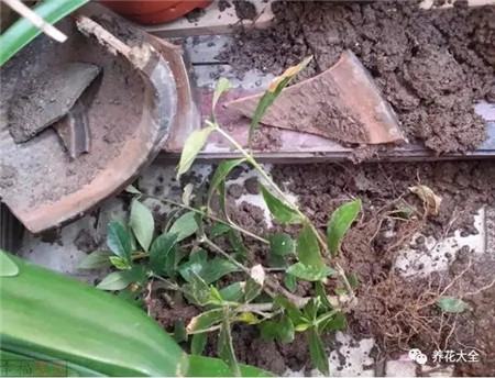 扔花盆有什么忌讳