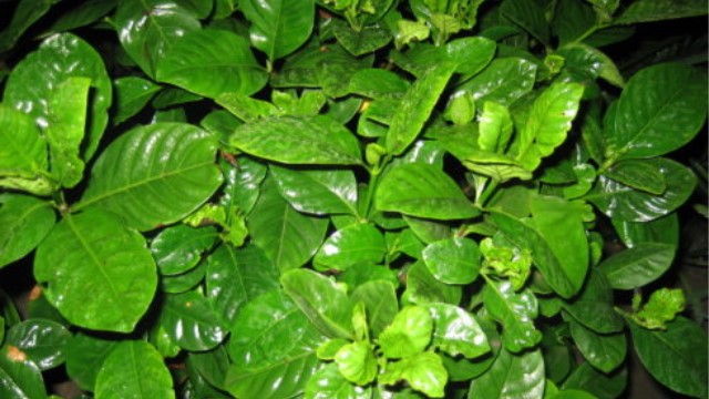 栀子花不开花怎么办(栀子花不开是怎么回事)