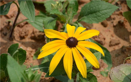 黑心菊开花及欣赏方法