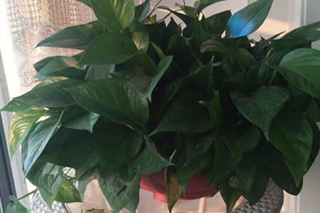 绿萝叶子冻伤了怎么办