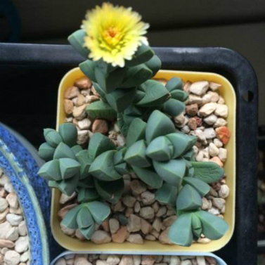 鹿角海棠用什么肥料