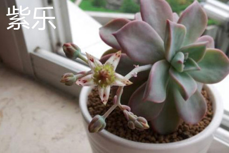 紫乐和华丽风车区别大吗