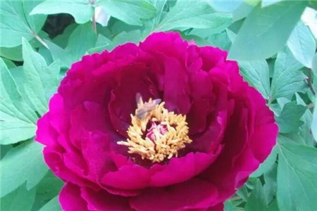 洋葱水养花的功效与作用