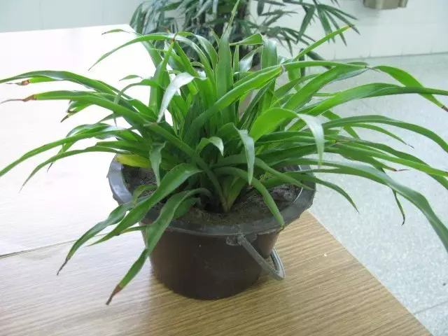 哪种花吸甲醛好