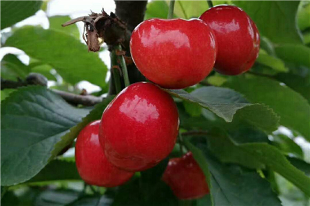 樱桃树10公分价格