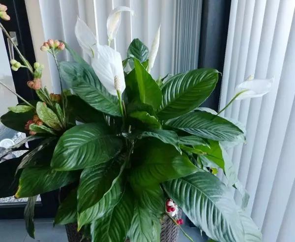 哪种花吸甲醛好