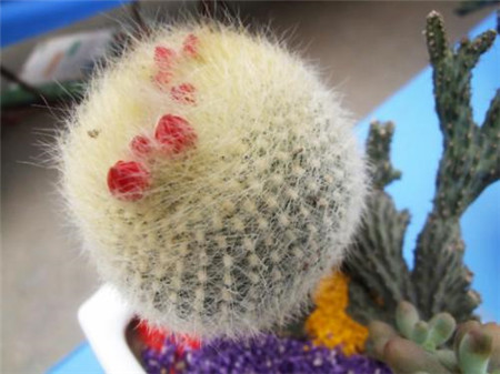 仙人球几天浇一次水夏天