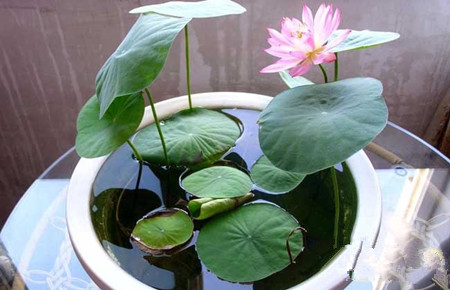 碗莲的水培方法和注意事项