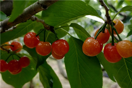 樱桃树10公分价格