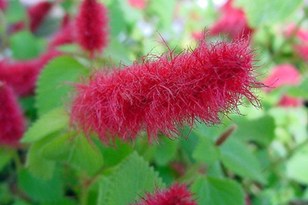 红色狗尾草叫什么