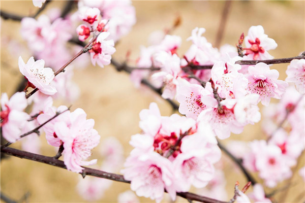 桃树冬季怎么修剪(冬季桃树怎么修剪)