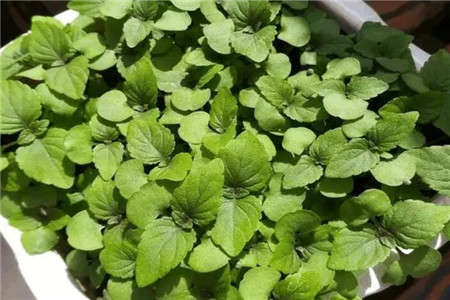 朋友搬新家送绿植好吗