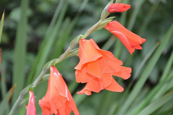 唐菖蒲的四季养护要点(唐菖蒲的栽培管理要点)