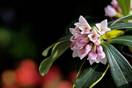 金边瑞香什么时候出花苞