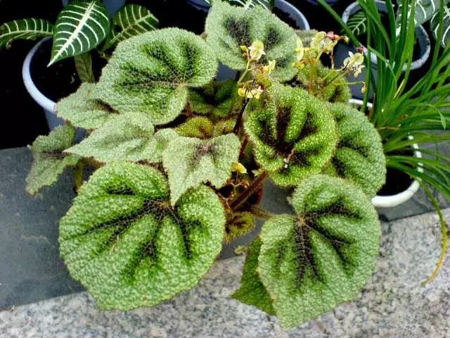 哪种花吸甲醛好