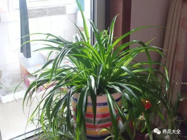 哪种花吸甲醛好