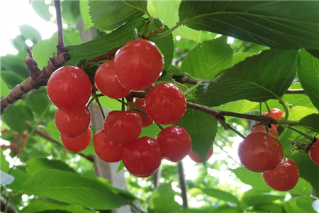 樱桃树10公分价格