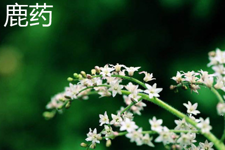 鹿药和鹿莲的区别