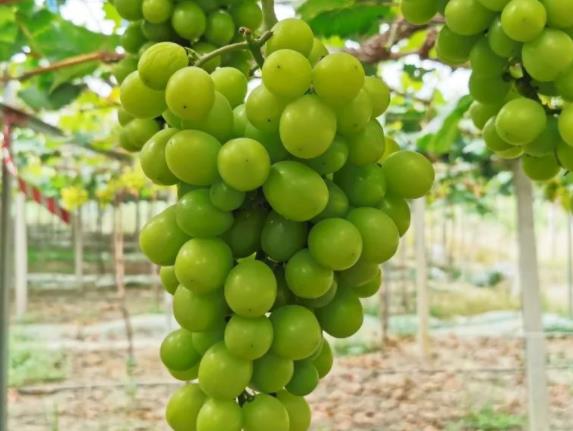 阳光玫瑰葡萄能保存多久阳光玫瑰葡萄怎么保存(阳光玫瑰葡萄可以保存几天)