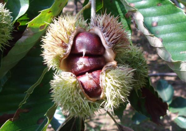 板栗可以生吃吗?