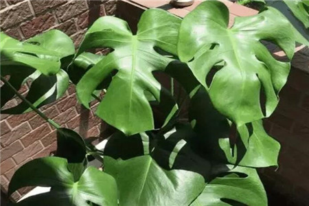 朋友搬新家送绿植好吗