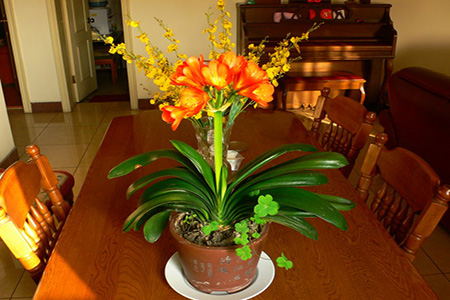 怎么让君子兰叶子油绿光亮