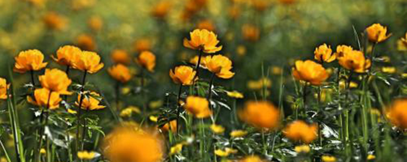 金莲花怎么养(金莲花怎么养护)