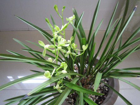 建兰叶发黑是怎么回事