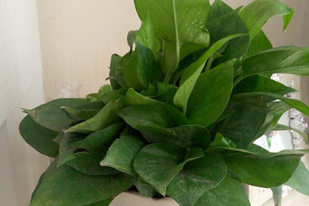 绿萝叶子冻伤了怎么办