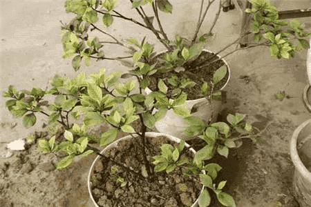 栀子花不开是怎么回事